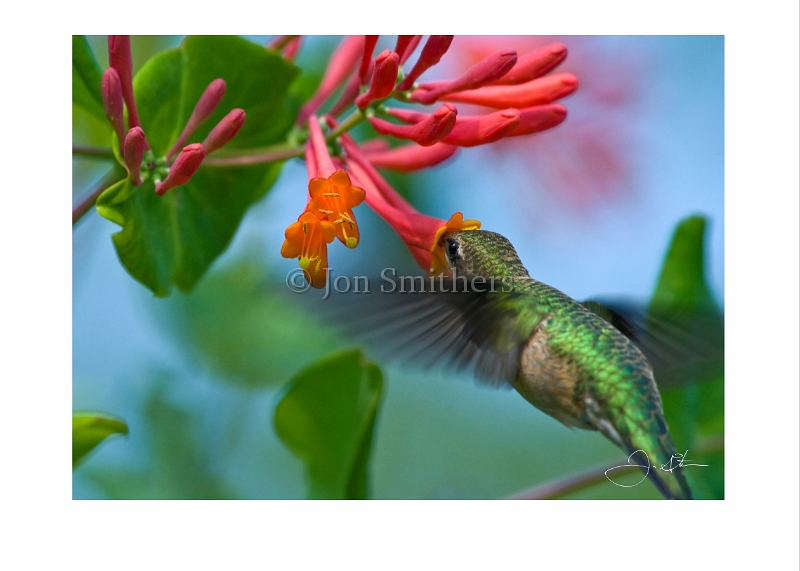 090409_5828 Ruby Throat Hummingbird.jpg